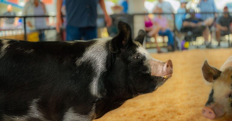Michigan health officials confirm human case of swine flu after Kent County Youth Fair Michigan health officials confirm human case of swine flu after Kent County Youth Fair