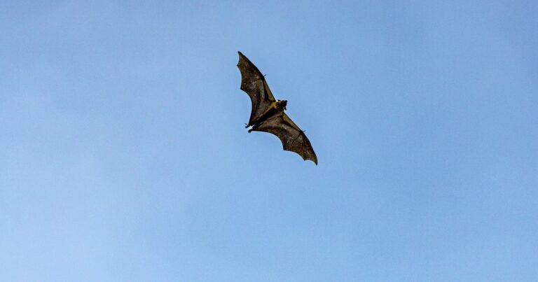 Bat found in Livingston County tests positive for rabies, health officials say