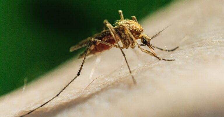 LA County Public Health confirms first West Nile virus death of 2026 LA County Public Health confirms first West Nile virus death of 2026