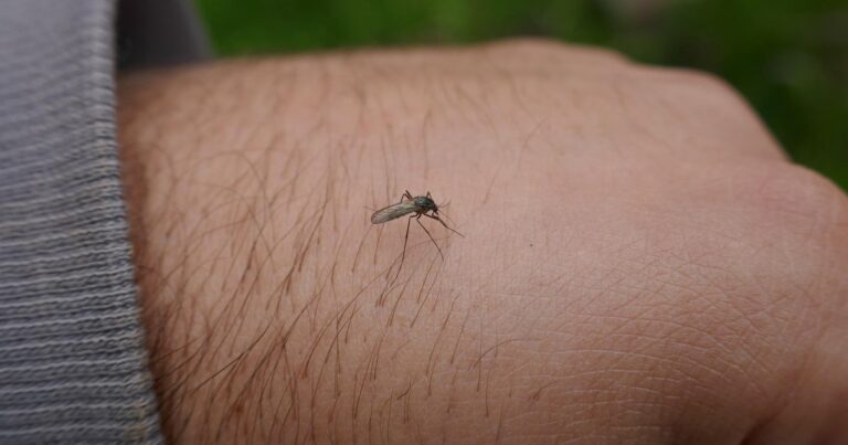 Human case of West Nile virus detected in Michigan after blood donation