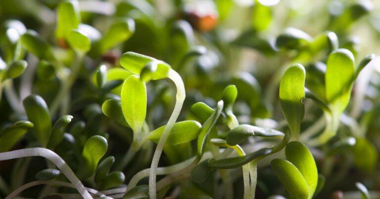 Alfalfa sprouts recalled after E. coli, salmonella outbreak sickens dozens in 15 states