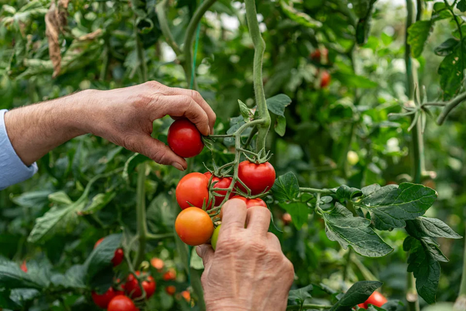 Close-up of hands picking fresh red tomatoes from the vine in a greenhouse