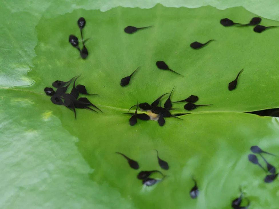 Flock Of Tadpoles On Green Lotus Leaf Background