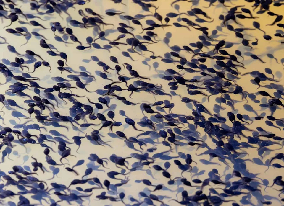 A large swarm of tadpoles swimming in a lake or pond, which are the larval stage of amphibians such as frogs or toads