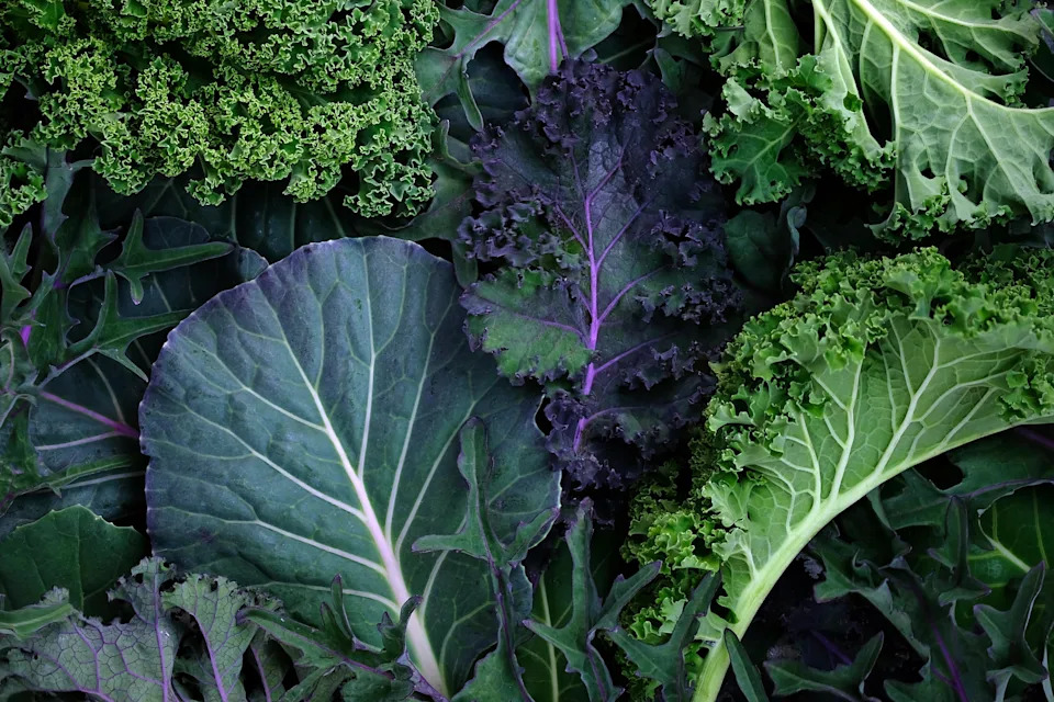 A variety of leafy greens, including kale and cabbage, display different textures and shapes, illustrating healthy vegetable options