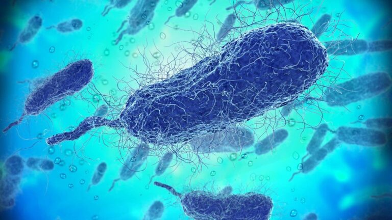 Louisiana’s Vibrio Outbreak: What We Know About the Bacteria Behind Five Deaths