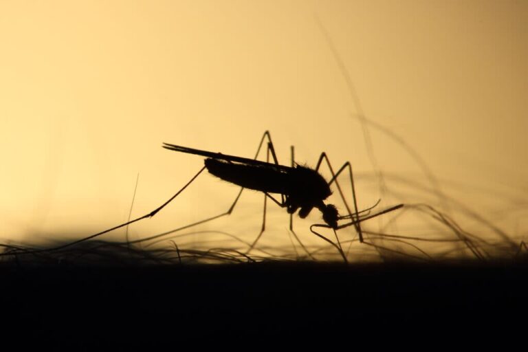 Southwest Idaho resident contracts meningitis from West Nile Virus infection, health officials say Southwest Idaho resident contracts meningitis from West Nile Virus infection, health officials say