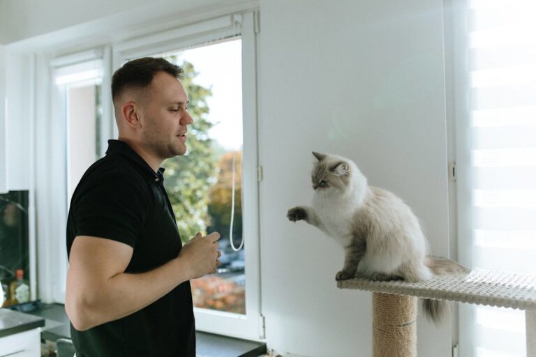 Siberian Cat Rivals Dad in Tai Chi Workout Like a Champ Siberian Cat Rivals Dad in Tai Chi Workout Like a Champ