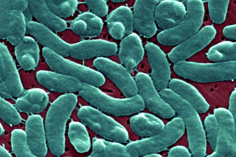 At Least 5 People Have Died in Louisiana Due to Flesh
