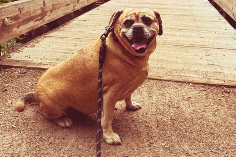 New Illinois Law Will Let Courts Consider Pets’ Well