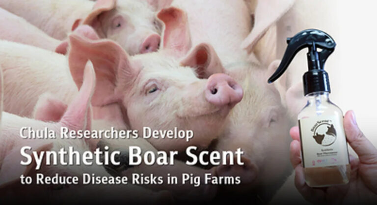 Chula Researchers Develop Synthetic Boar Scent Mimicking Natural Pheromones to Reduce Disease Outbreak Risks in Pig Farms