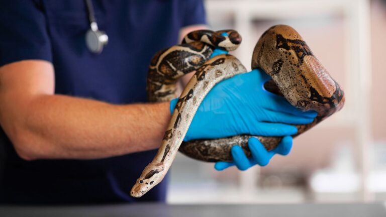 Researchers turn a python’s post-meal molecule into a promising obesity drug Researchers turn a python's post-meal molecule into a promising obesity drug
