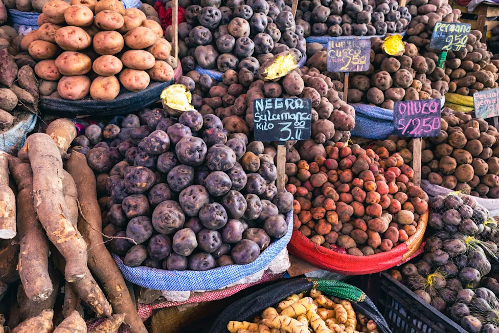 Study finds potato-heavy diets reshaped Indigenous Andean DNA for starch digestion