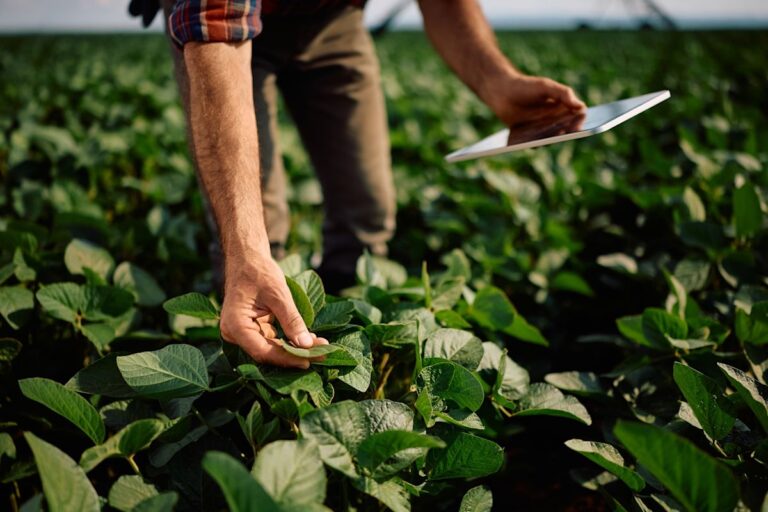 In Nebraska, UV-glowing soybeans could tip off farmers to disease before leaves show it