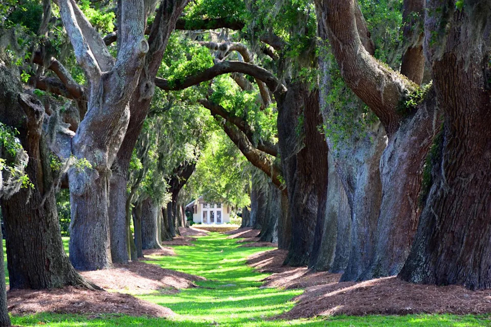 Avenue of the Oaks in St Simons Island, Georgia.Credit: Travel_Bug/Adobe Stock