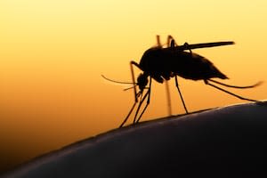 West Nile Virus detected in mosquitos near Clayton park; Public Health schedules spraying West Nile Virus detected in mosquitos near Clayton park; Public Health schedules spraying