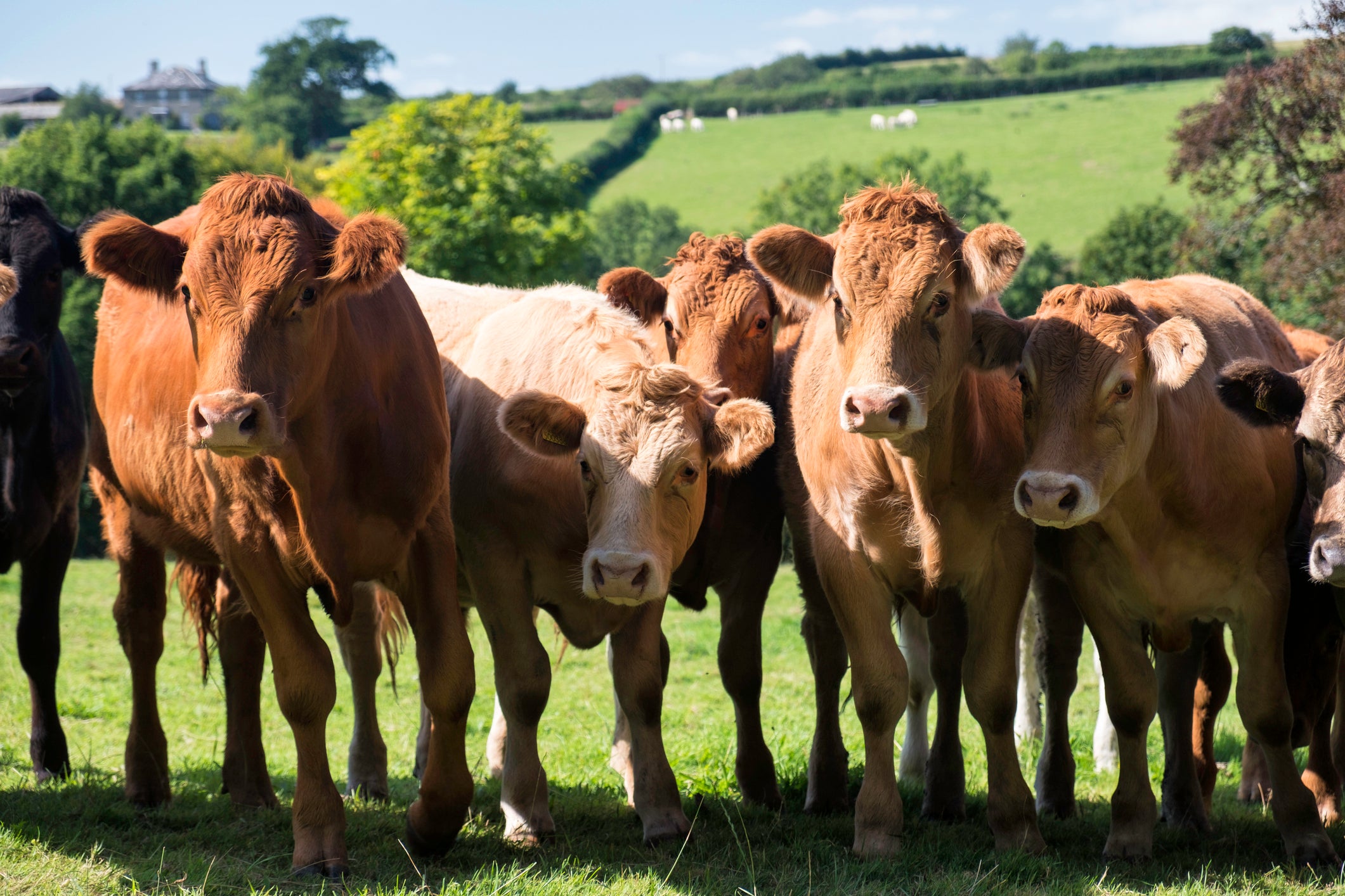 Last year, a single case of atypical BSE was confirmed on a farm in Essex.