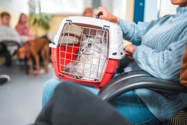 Eight subtle signs your cat may have dementia Eight subtle signs your cat may have dementia
