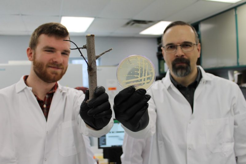 Two researchers in lab coats hold up examples of fire blight damage and bacteria in a petri dish.