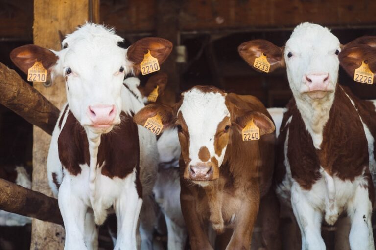 Congress Funds Animal Disease Prevention Programs