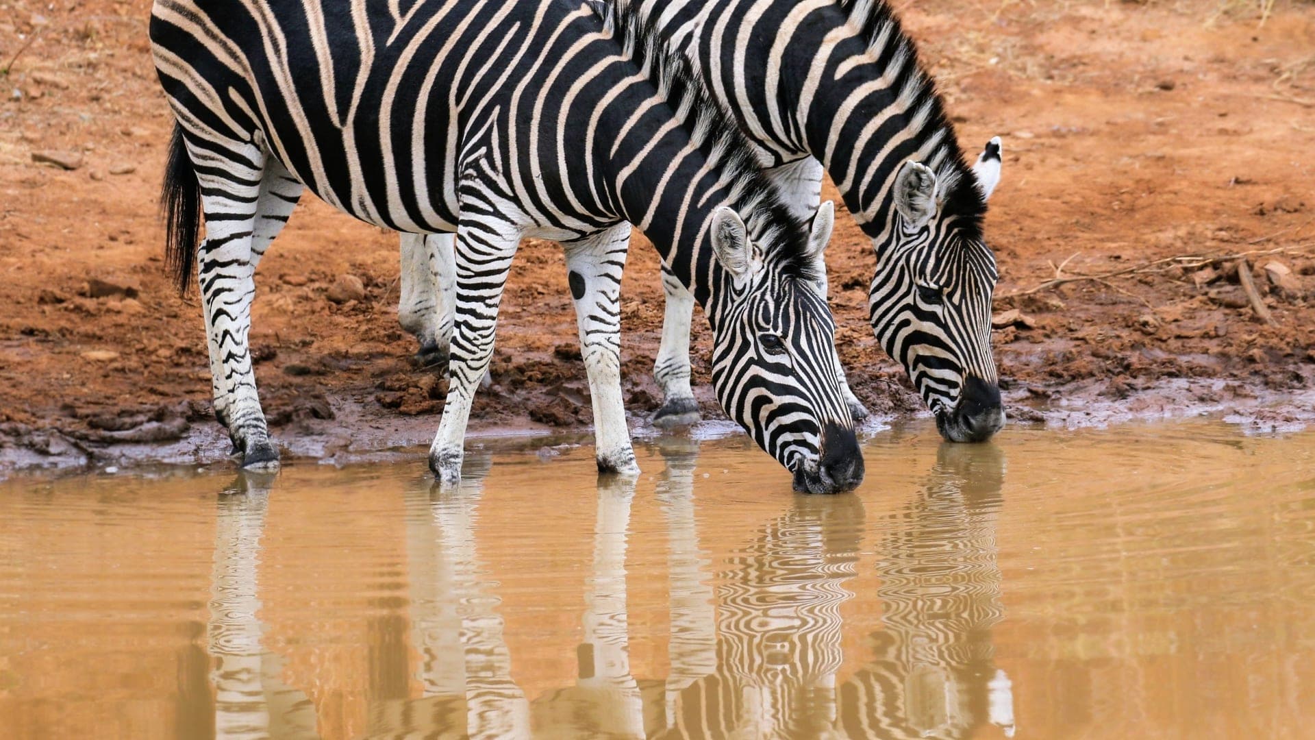 Zebras drink from a shrinking watering hole, where drought can bring animals together. Credit: Shutterstock