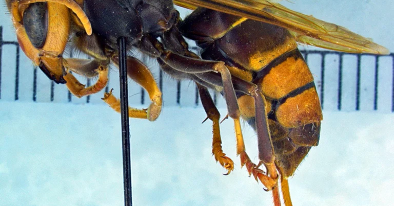 How wind and diet are helping invasive hornets spread across Georgia How wind and diet are helping invasive hornets spread across Georgia
