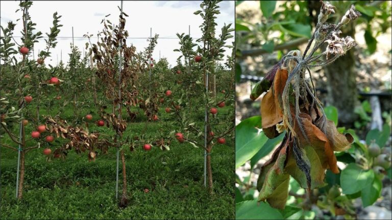 Experimental enzyme shows promise against fire blight disease Experimental enzyme shows promise against fire blight disease