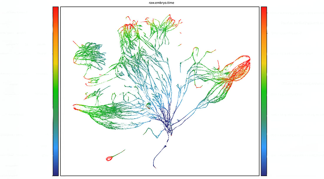 A white background plot showing a branching, tree‑like structure made of many thin, colored lines representing cell trajectories. The branches spread outward from a dense central point. Colors range from blue to green to red, indicating progression along a time scale. Vertical color bars on the left and right edges show the same blue‑to‑red gradient. The image is labeled “raw.embryo.time” at the top.