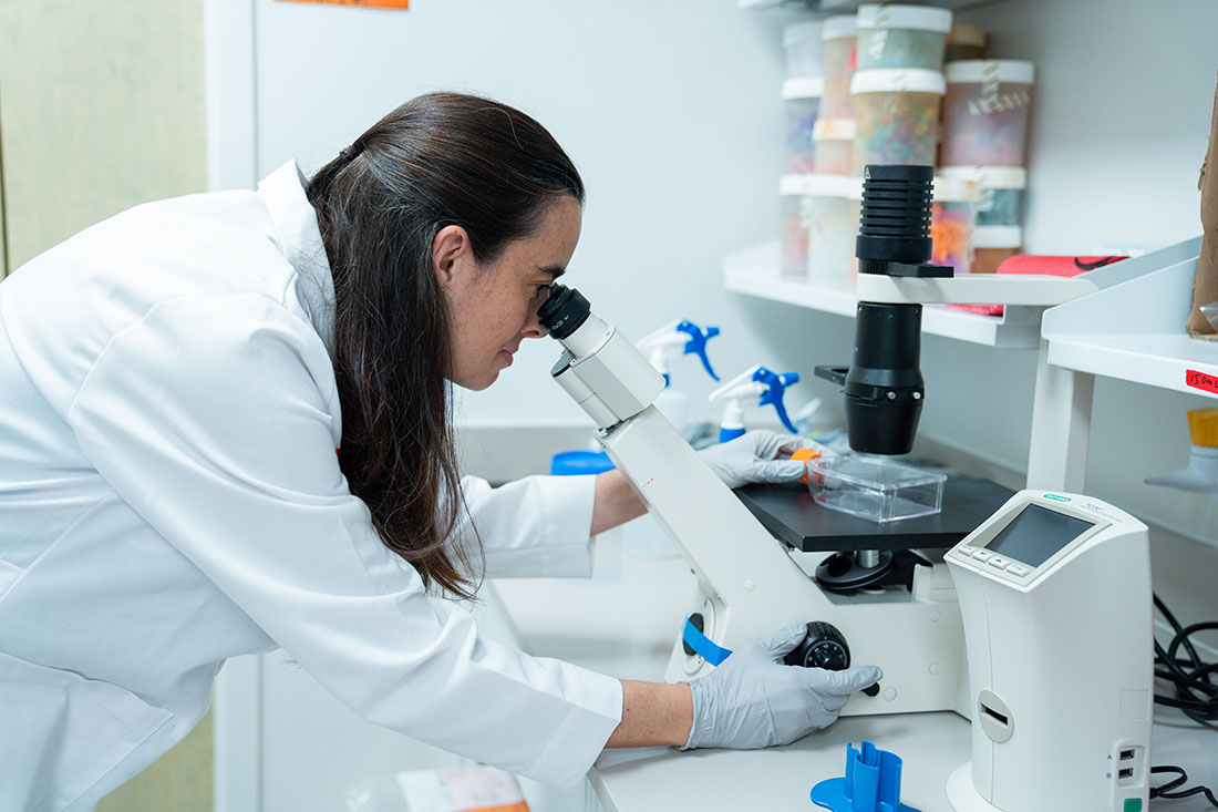 Mercedes Prudencio, Ph.D., associate professor at the University of Miami Miller School of Medicine, works at a laboratory microscope while wearing a white laboratory coat and protective gloves. Scientific equipment, sample containers and laboratory supplies surround the workstation.