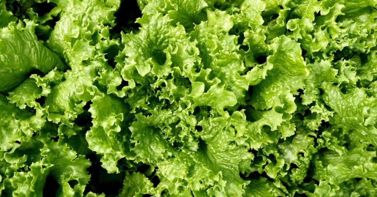 Health officials say lettuce, salad greens contaminated with cyclosporiasis have left the market
