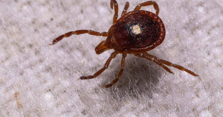 The explosion of ticks and Alpha