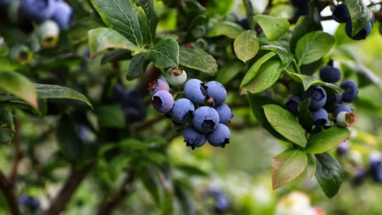 Stakeholders discuss research, nutrition, culinary applications of blueberries Stakeholders discuss research, nutrition, culinary applications of blueberries
