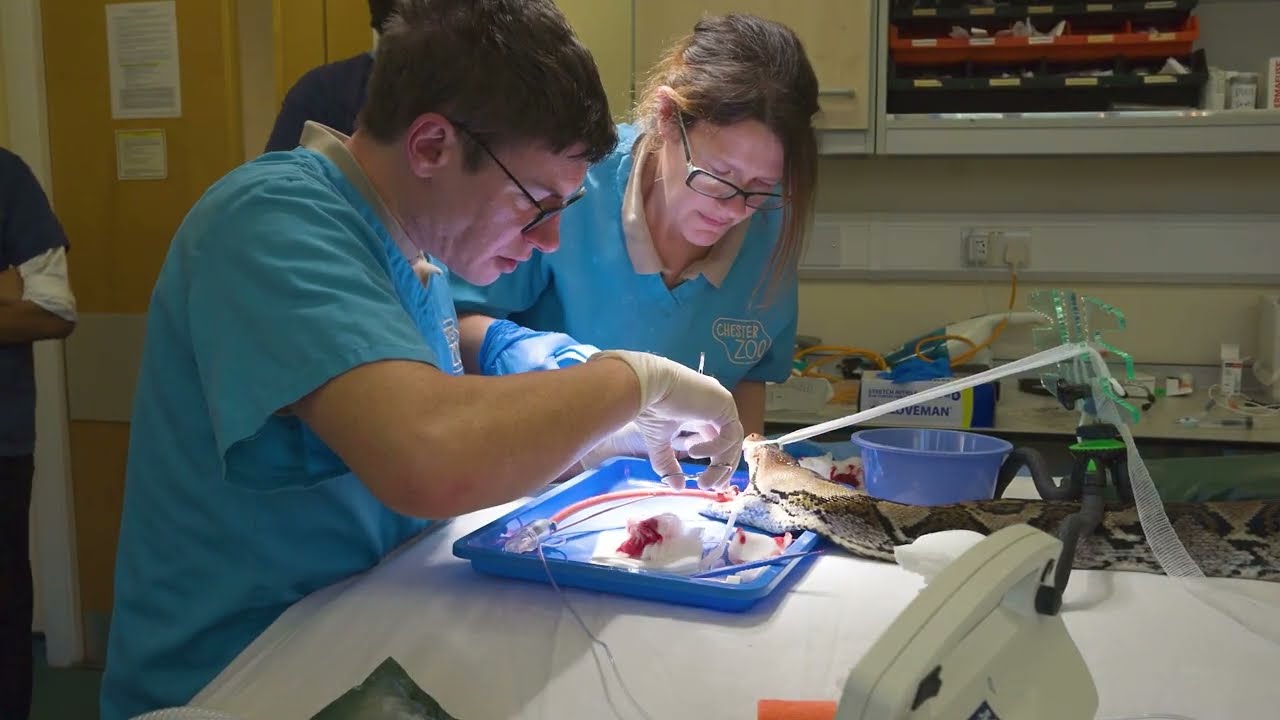 'World-first' cancer treatment saves python after tumour destroys part of her jaw