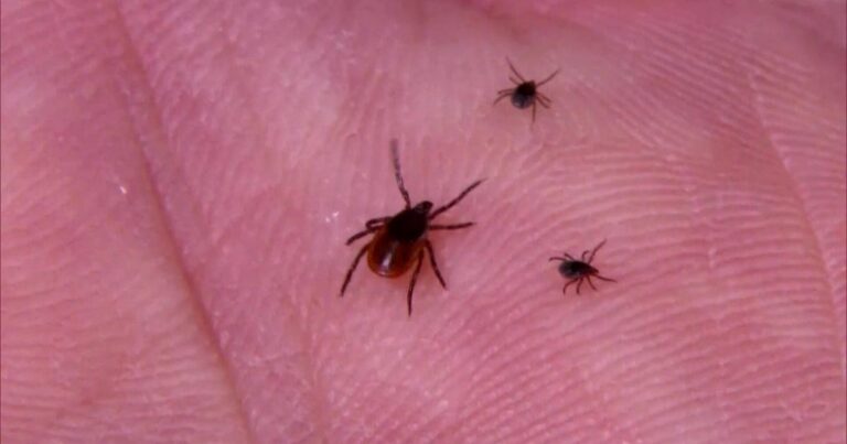 3 cases of rare tick-borne rabbit fever found in Suffolk County so far this year