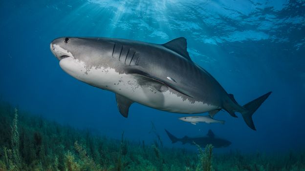 Cats, condoms and licence plates: The sharks that will eat anything Cats, condoms and licence plates: The sharks that will eat anything