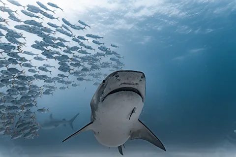 Carlos Diaz/ Ocean Image Bank In 2016, tiger sharks gathered at the Bahamas to feast on the animals killed by Hurricane Matthew (Credit: Carlos Diaz/ Ocean Image Bank)