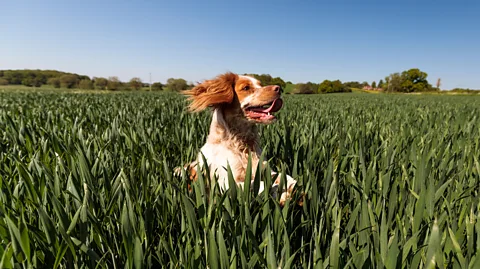 Getty Images Ticks thrive in long grass, where they climb to the ends of stalks and wait for a host to latch onto (Credit: Getty Images)