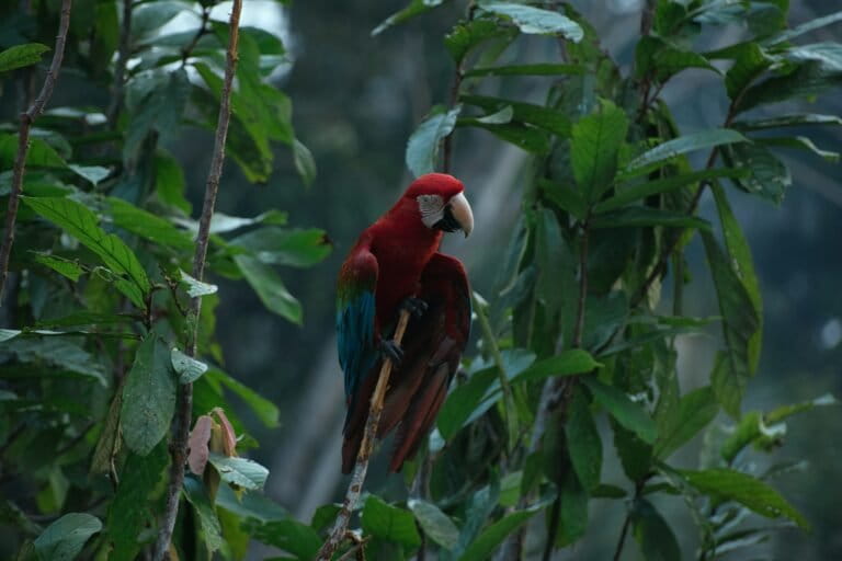 A scarlet macaw (Ara macao)