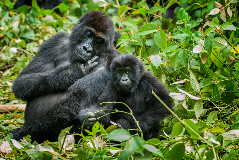 Protecting great apes from Ebola - WOAH