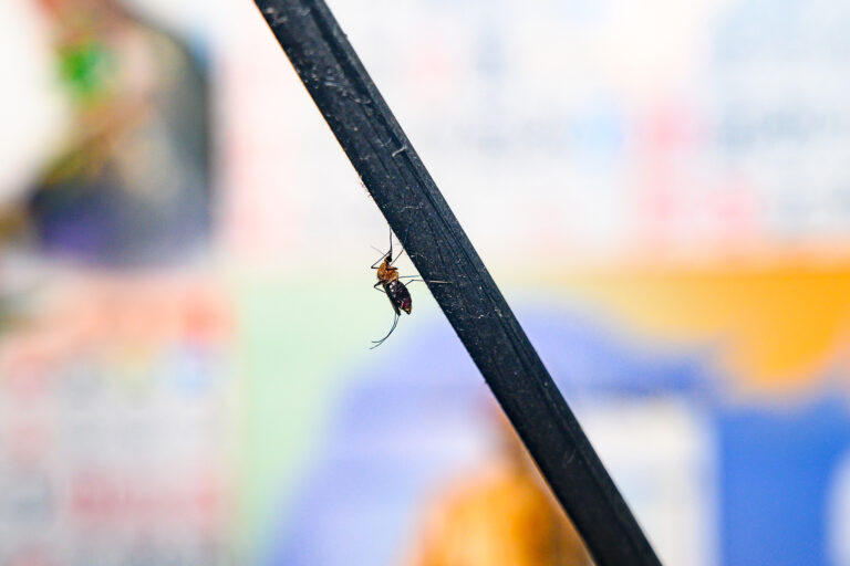 3 deaths linked to West Nile disease in California as cases rise