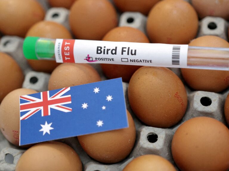 Australia warns H5N1 likely to spread after first mass mortality episode Australia warns H5N1 likely to spread after first mass mortality episode