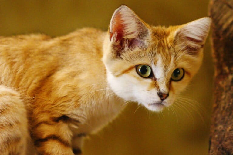 Sand cats are the only desert-dwelling wild feline.