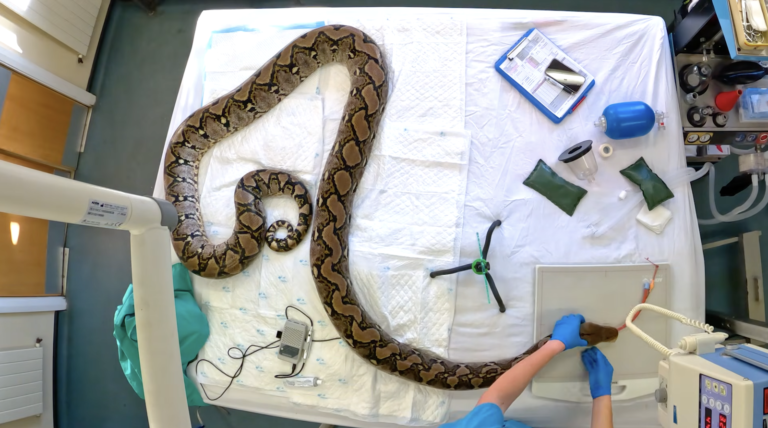 This 15-Foot Python Is the First Known Snake to Receive Electrochemotherapy for Cancer. Now, She’s Officially Free of the Disease This 15-Foot Python Is the First Known Snake to Receive Electrochemotherapy for Cancer. Now, She's Officially Free of the Disease