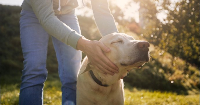 'High-quality protein is particularly important' – how to help your ageing dog stay comfortable, mobile and energetic