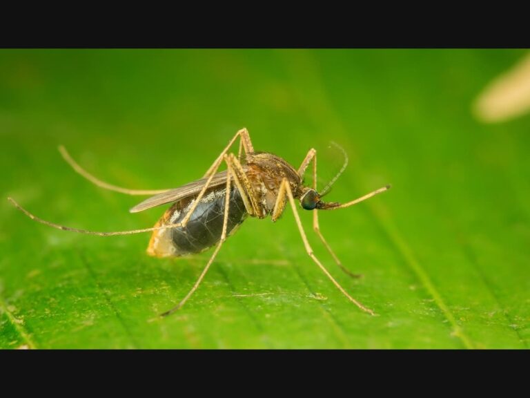 West Nile Virus Detected In Hopatcong