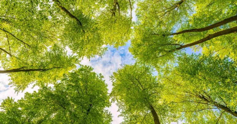 Toward a Better Environment for Our Brains