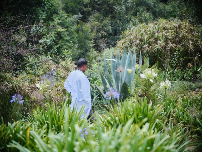 African Traditional Medicine Day 2026: from research to reach, advancing health for all