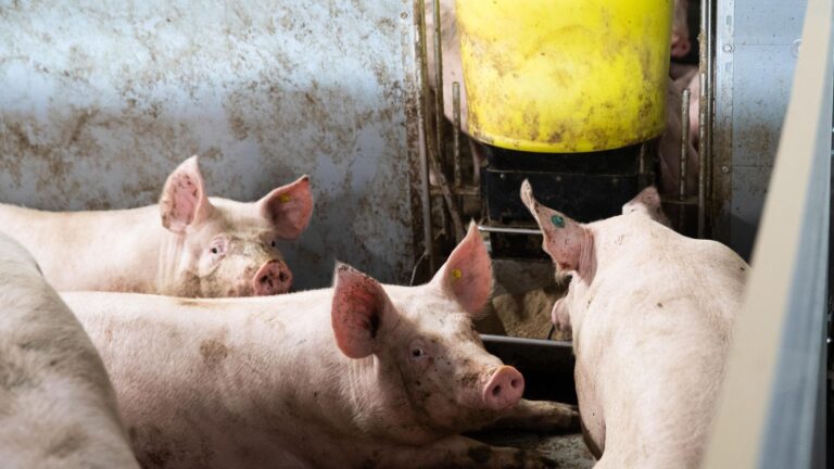 New tool helps pig producers optimise nutrition and profit New tool helps pig producers optimise nutrition and profit