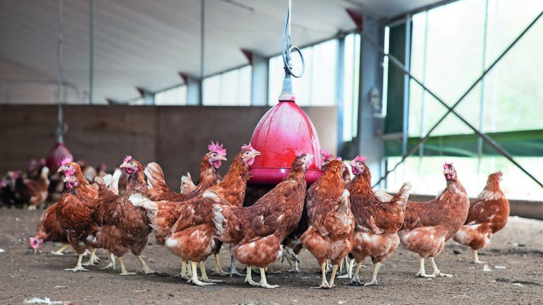 Could surplus food make poultry farming more sustainable? Could surplus food make poultry farming more sustainable?