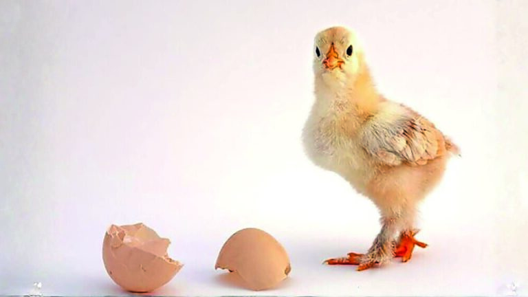 July poultry business update: What have you missed? July poultry business update: What have you missed?